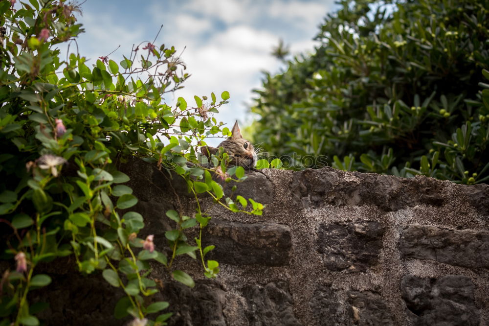 Similar – Image, Stock Photo Trallala the chimney sweep is there I