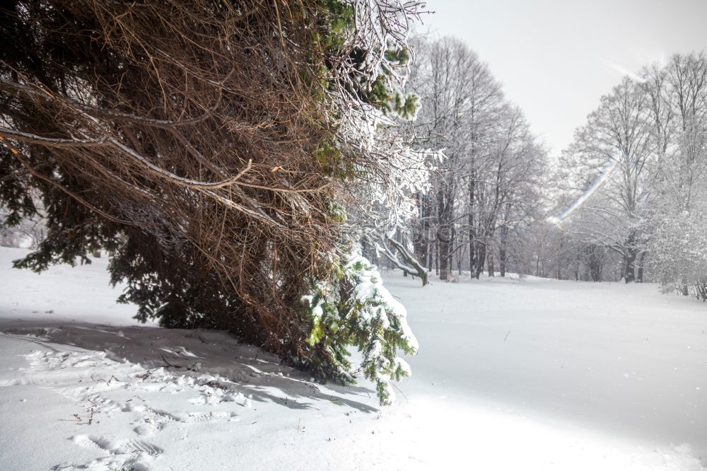 Similar – Image, Stock Photo Powdered Environment