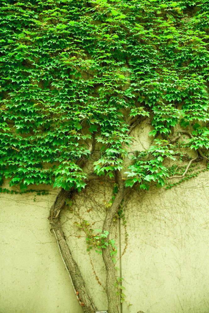 Similar – Image, Stock Photo broccoli tree Nature Plant