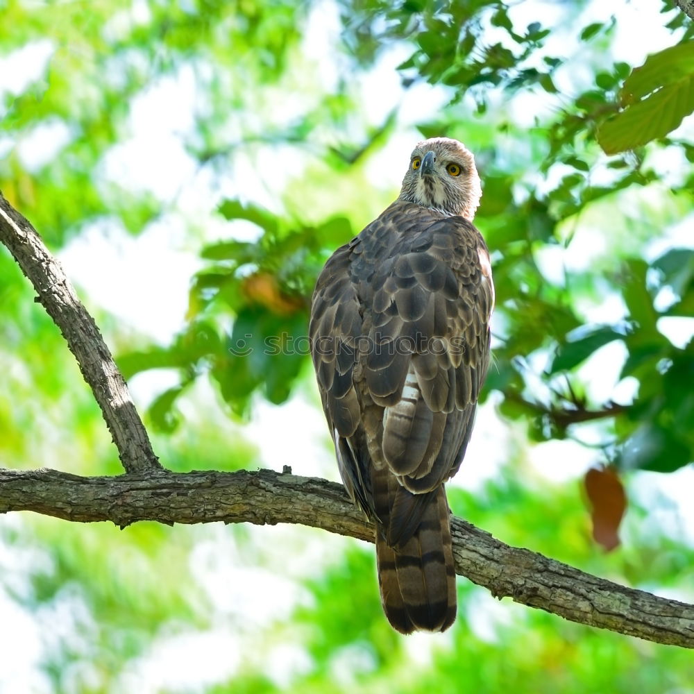 Similar – Image, Stock Photo Star with insects in the beak