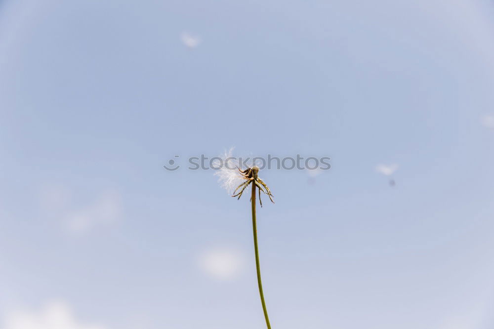 Rückansicht einer Dolde mit weißen Blüten vor blauem Himmel im Gegenlicht