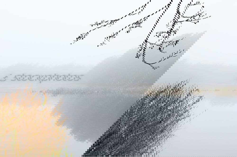 Similar – Image, Stock Photo Fog in the moor