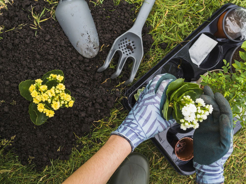 Similar – Image, Stock Photo Hand shovel and garden flowers