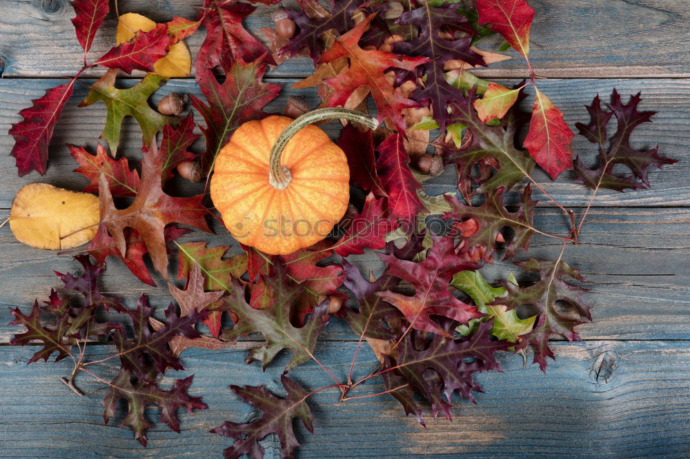 Similar – Image, Stock Photo Autumn coloured leaves and Erica on wood background