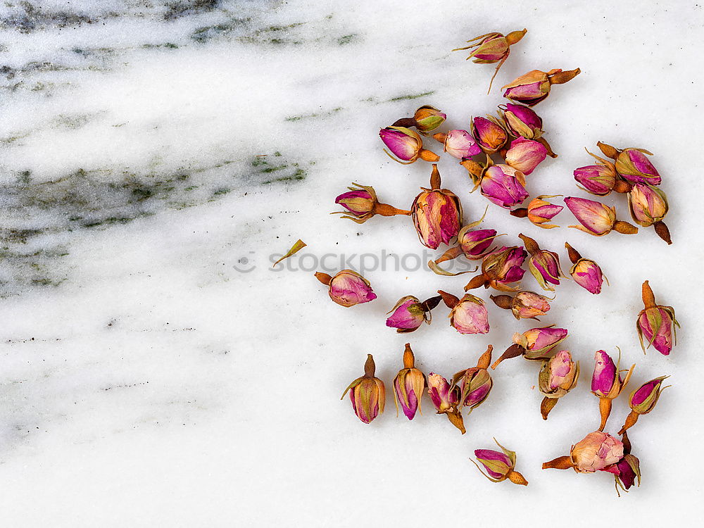 Similar – Image, Stock Photo tulip leaves Leaf Faded