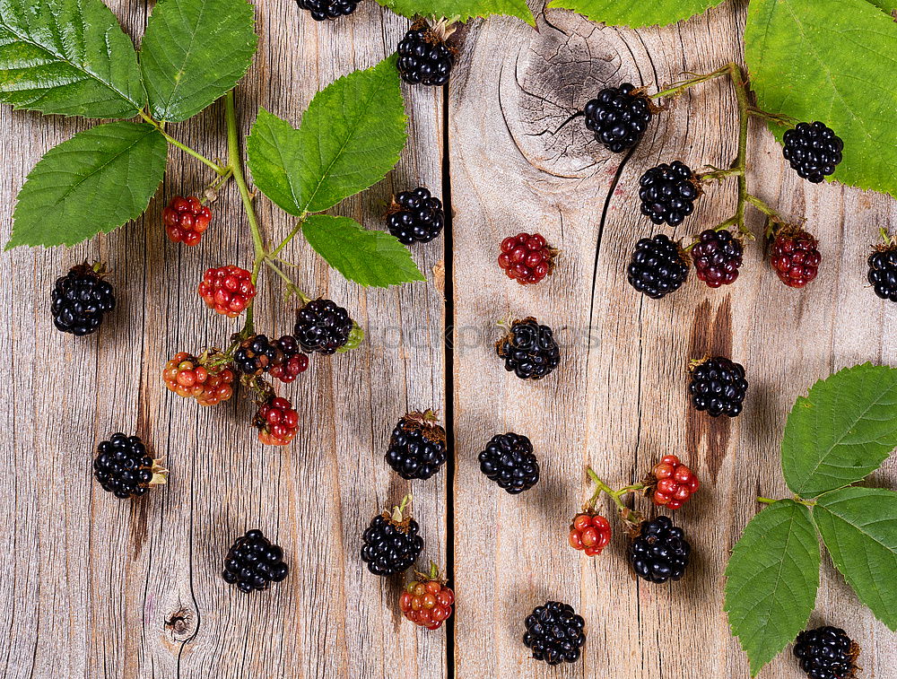 Similar – Image, Stock Photo Children’s hands holding blackberries