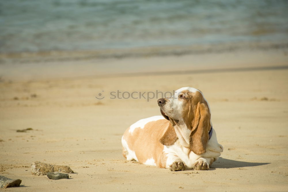 Similar – Image, Stock Photo corner dog Dog Pebble