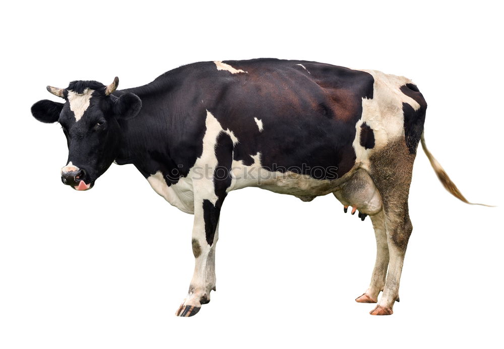 Similar – Purple cow which is not purple :-)