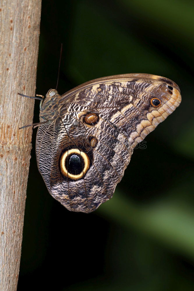 Similar – Foto Bild nachtfalter? Schmetterling