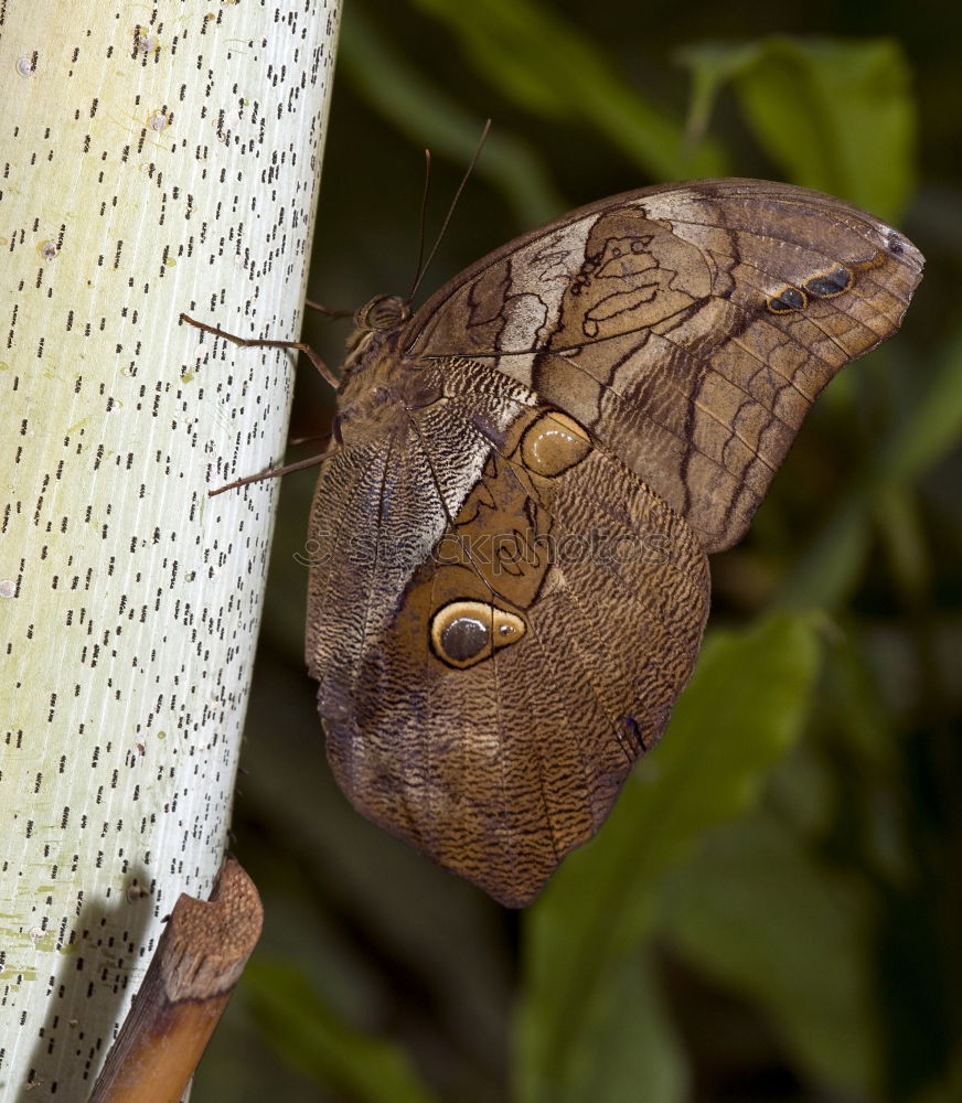 Similar – Image, Stock Photo Moth Wall (building)