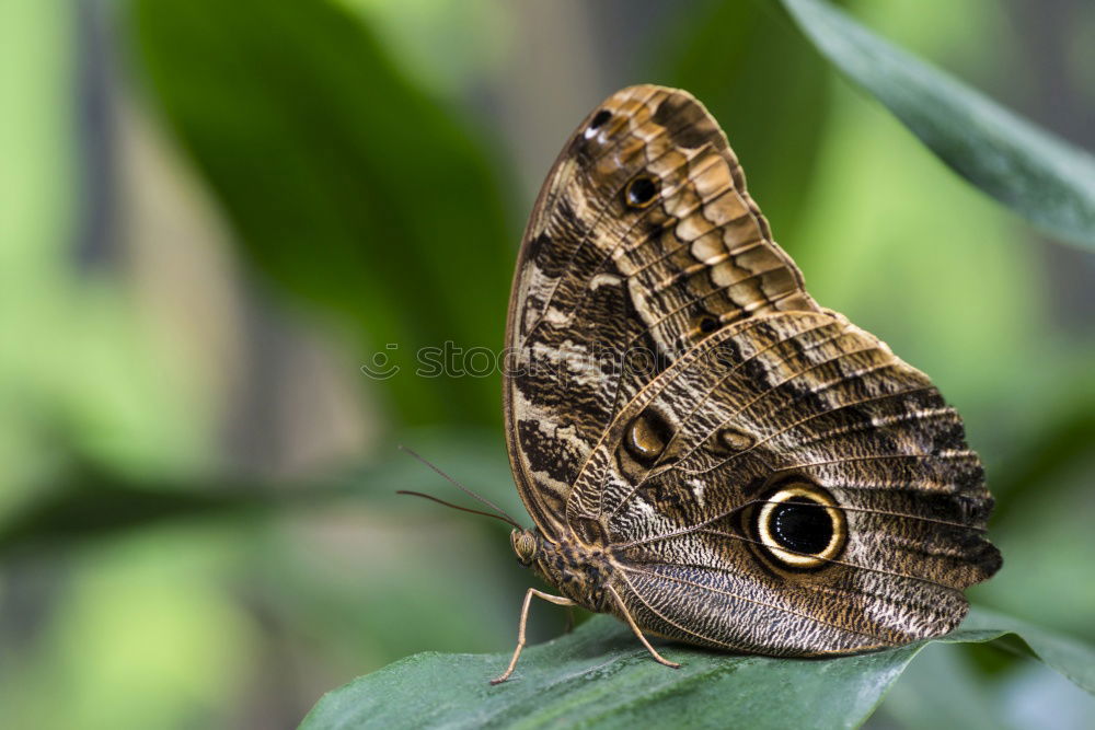 Similar – weiße punkte Schmetterling