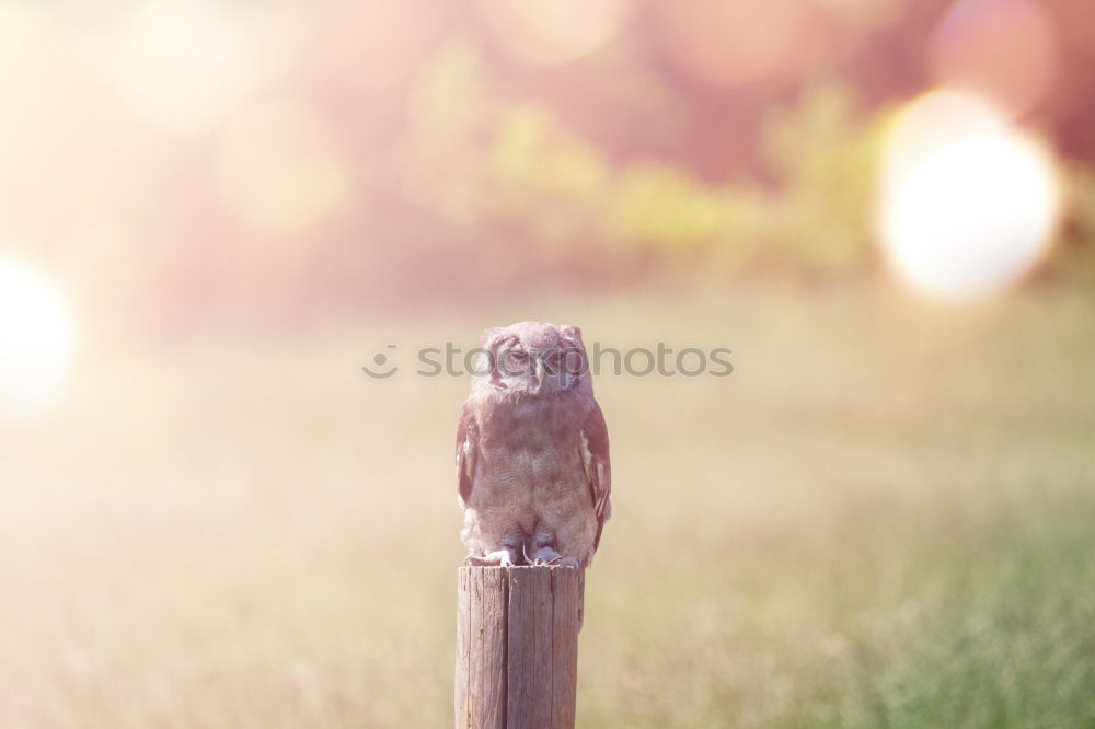 Similar – Image, Stock Photo Feeding II Hand Fingers 1