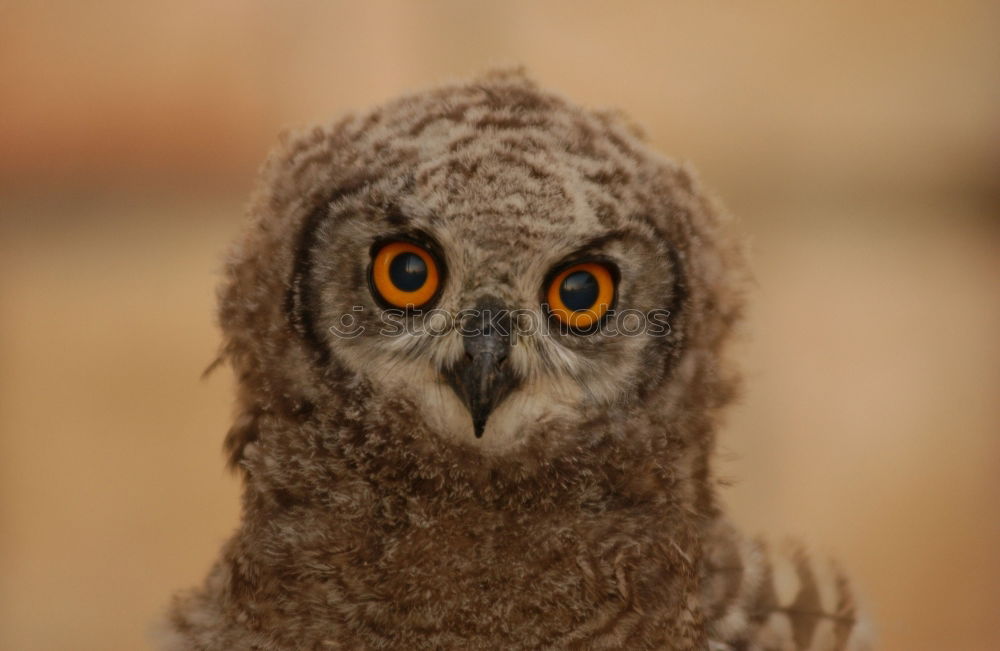 Similar – Foto Bild Blick Vogel Bussard