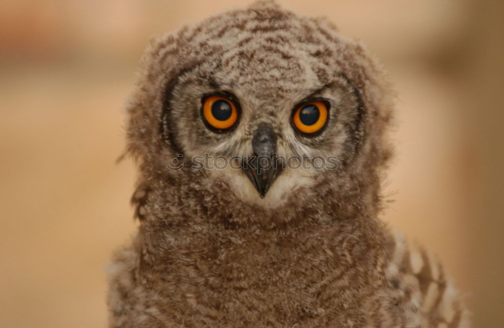 Similar – Foto Bild Blick Vogel Bussard