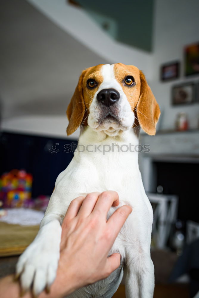 Similar – Image, Stock Photo The Chinese Dog Kitchen