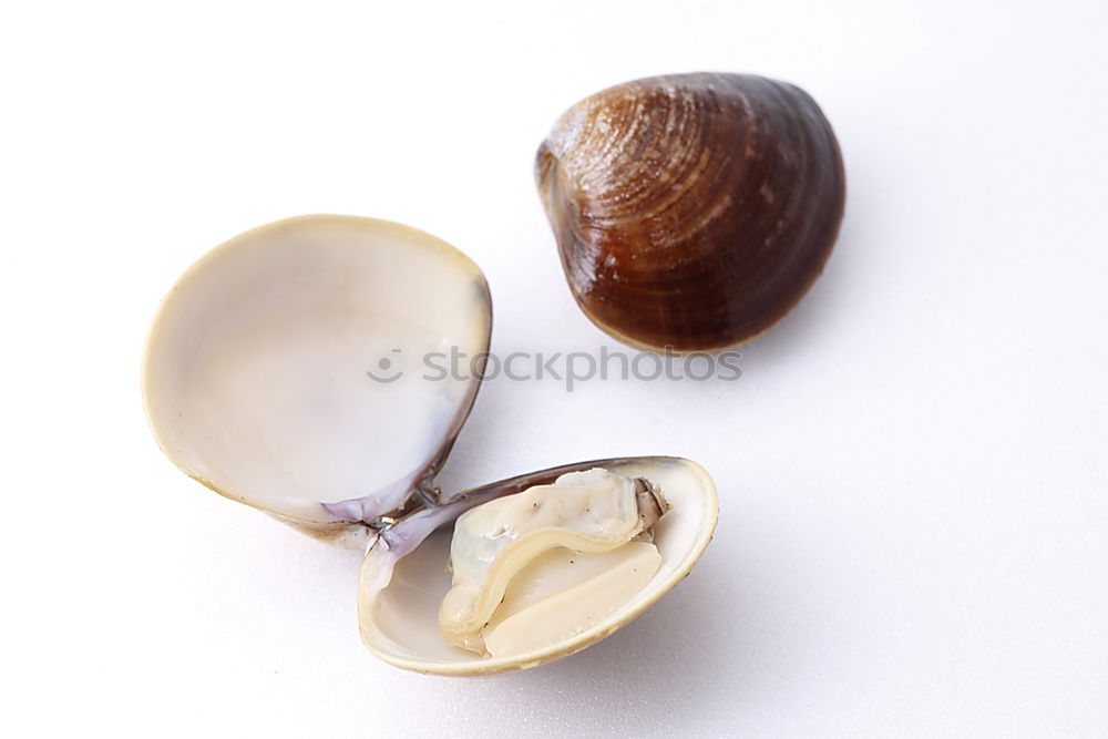 Similar – shell Eggshell Bowl Things