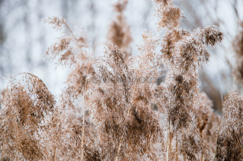 Similar – Image, Stock Photo hyposensitization Grass