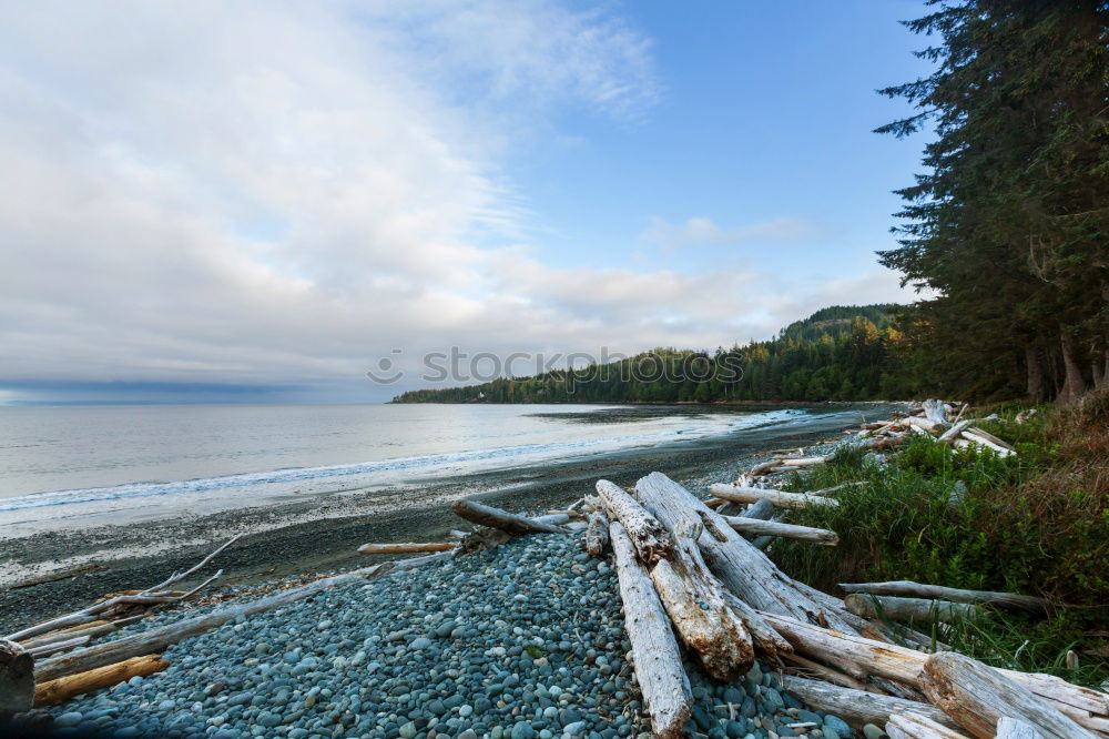 Similar – Long Beach Driftwood