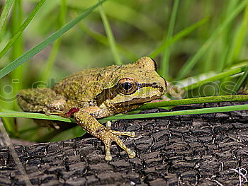 Similar – full length image of colorful marsh frog