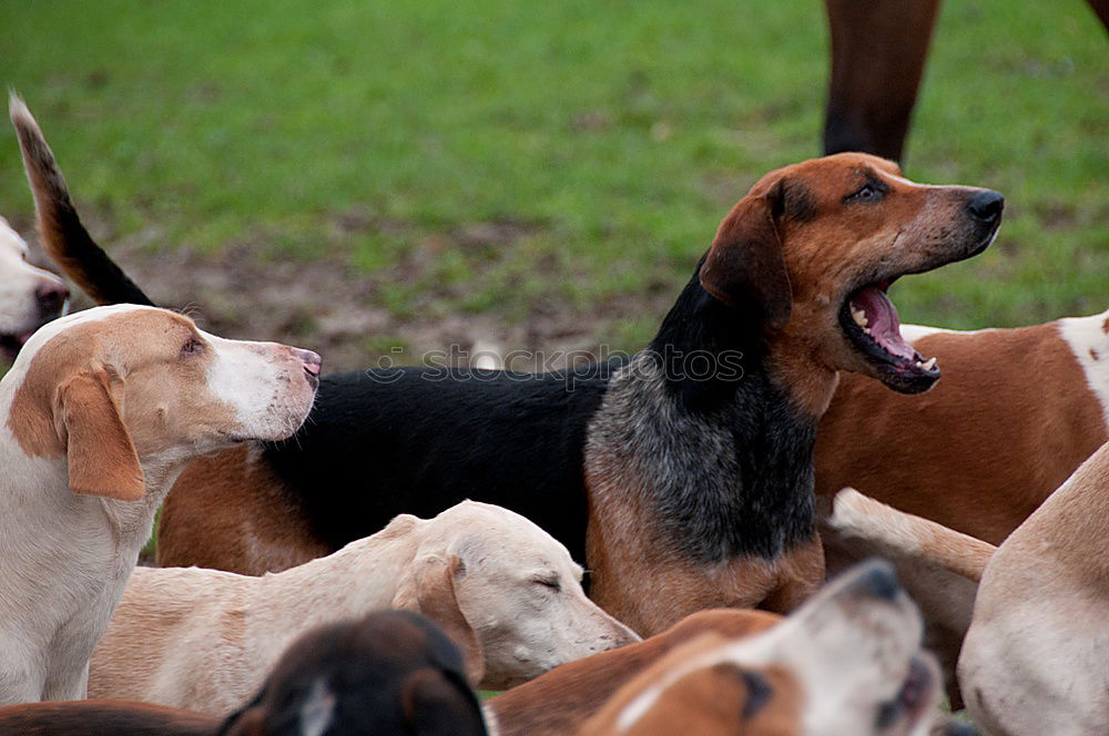 Similar – Image, Stock Photo round table Pet Dog