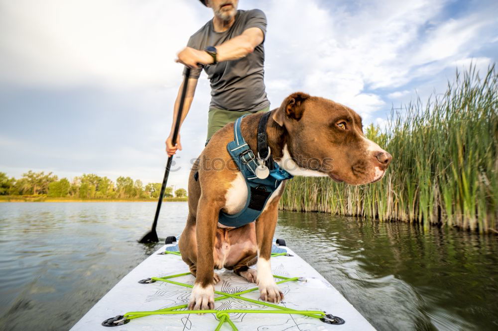 Similar – Image, Stock Photo Young woman with small dog at the lake