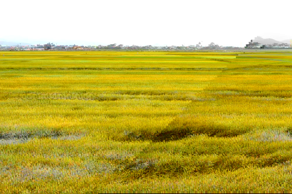Similar – Image, Stock Photo ser un campo muy amplio