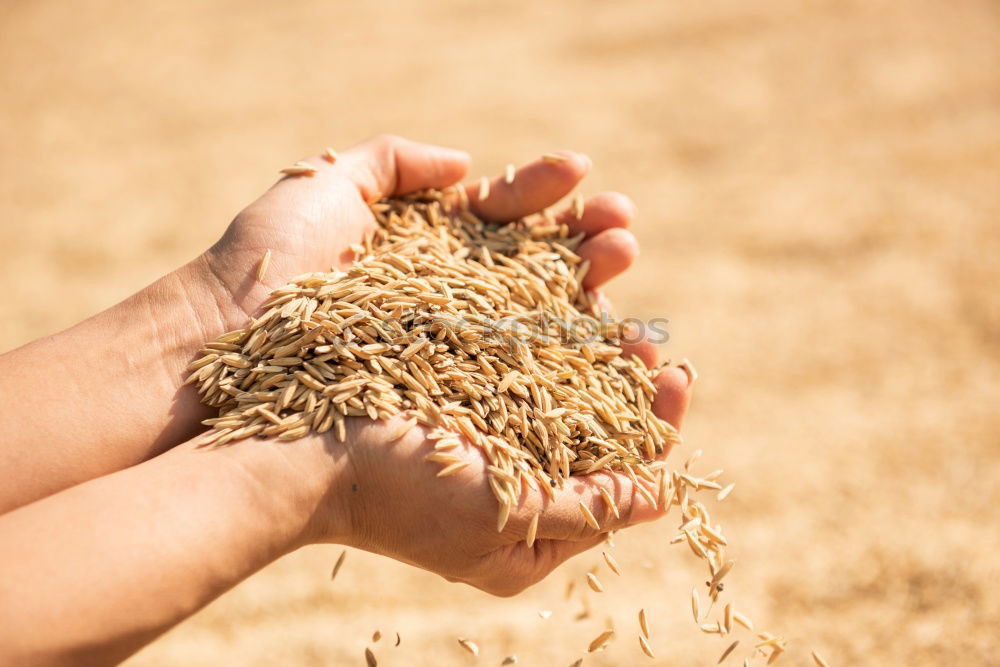 Similar – Image, Stock Photo Grain in hand Food