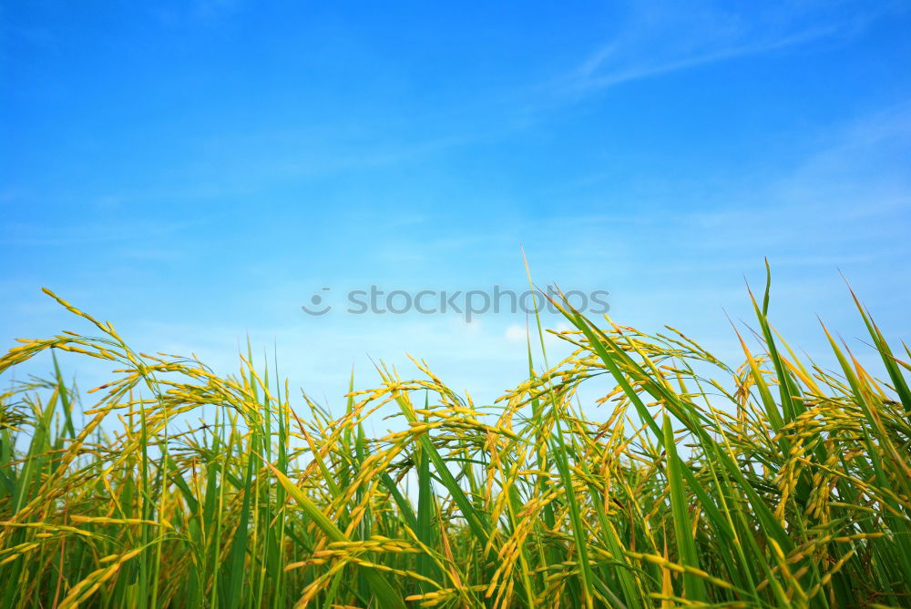 Similar – in the maize field Field