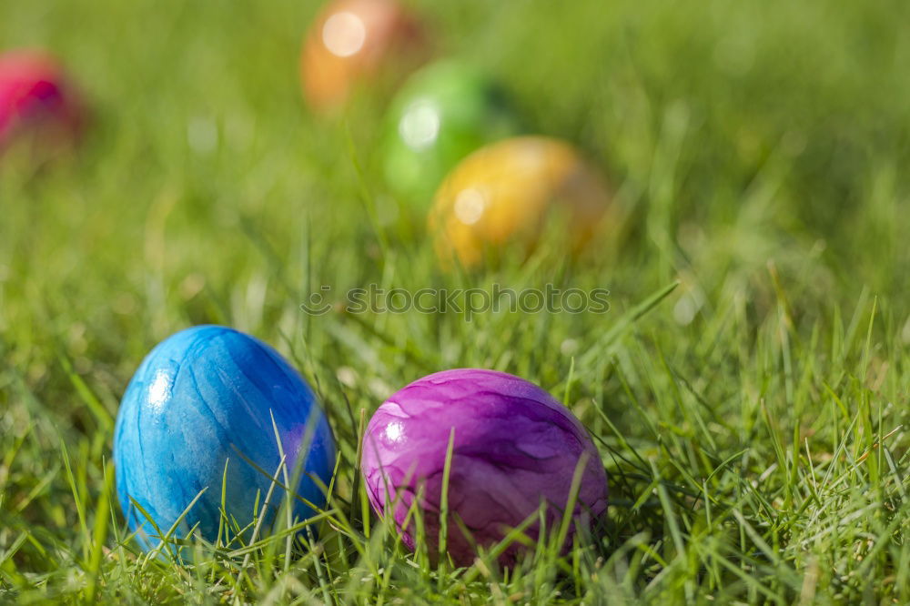 Similar – Colored Easter eggs in a grass