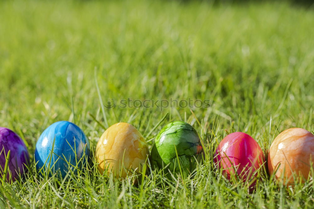 Similar – Colored Easter eggs in a grass