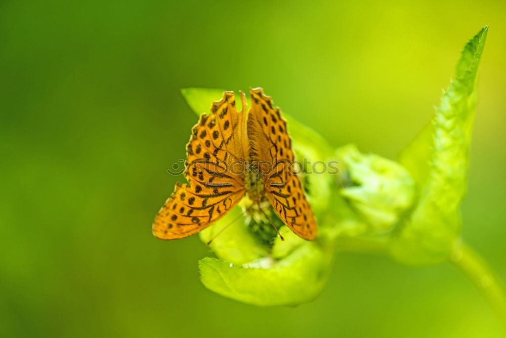 Similar – Butterfly on a leaf