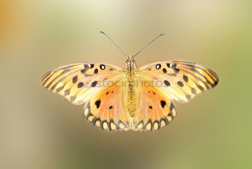 Similar – Peacock butterfly in September