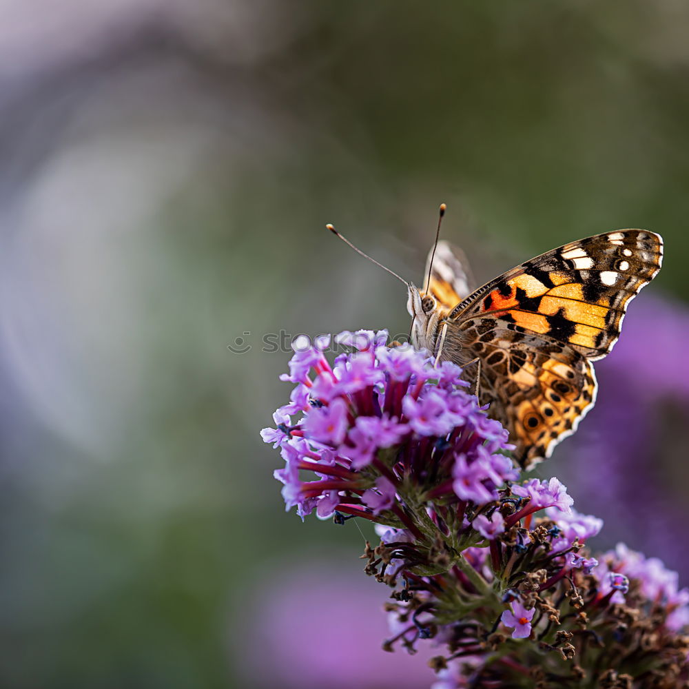 Similar – Image, Stock Photo sweet scent Nature Plant