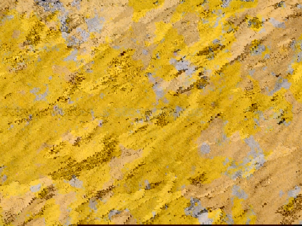 Image, Stock Photo sex sells Yellow Brown