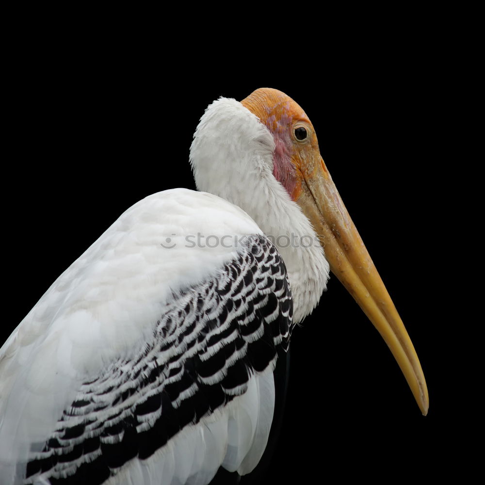 Similar – Sarus Crane Environment