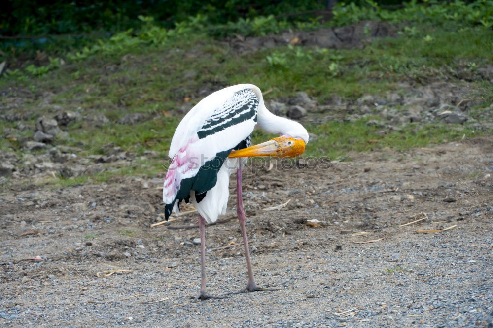 Similar – Image, Stock Photo red Sichler Glossy Ibis