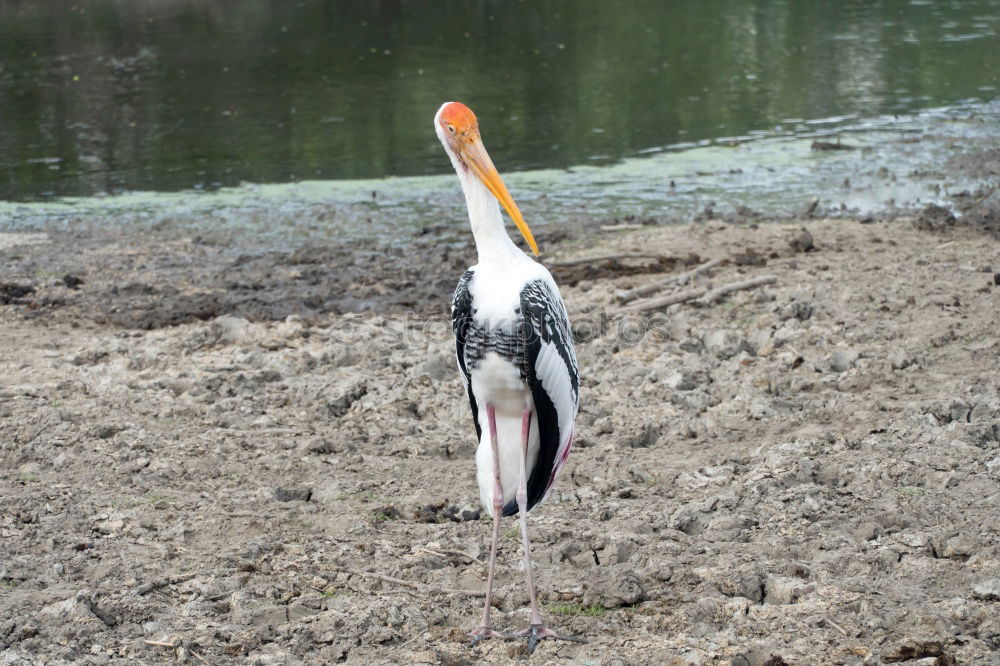 Similar – Nimmersatt Farbfoto