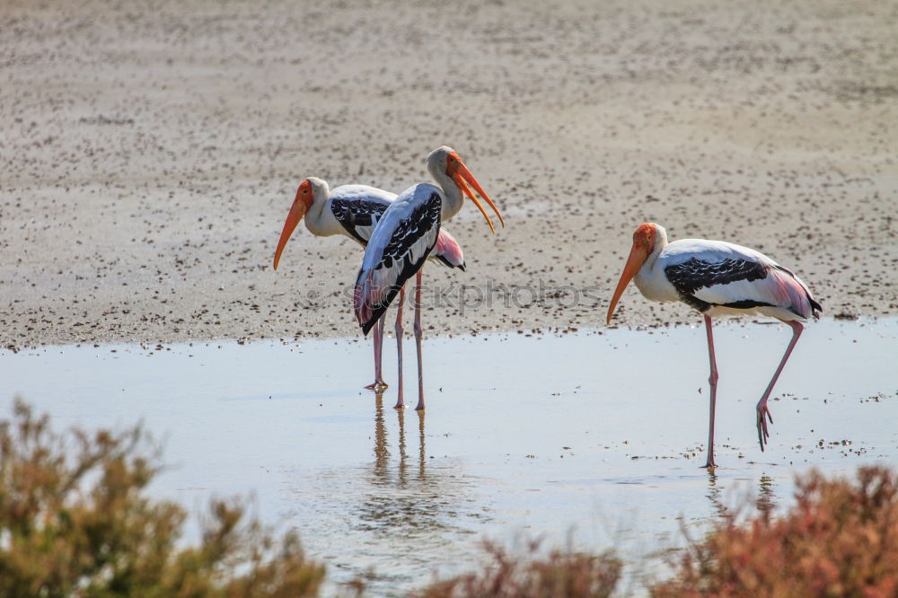 Similar – Image, Stock Photo flamingo march