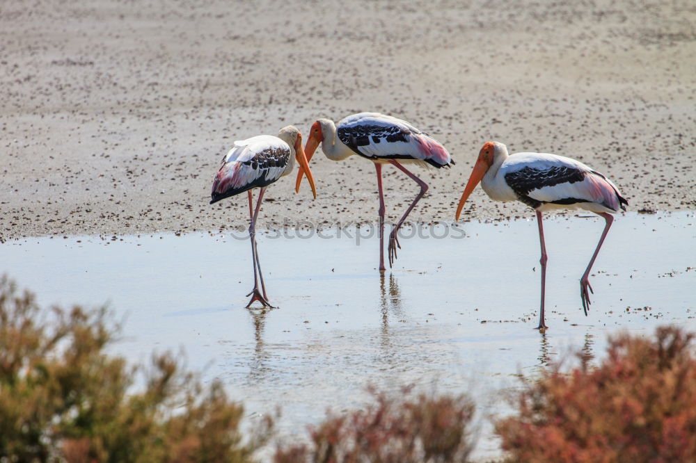 Similar – Water Ballet Colour photo