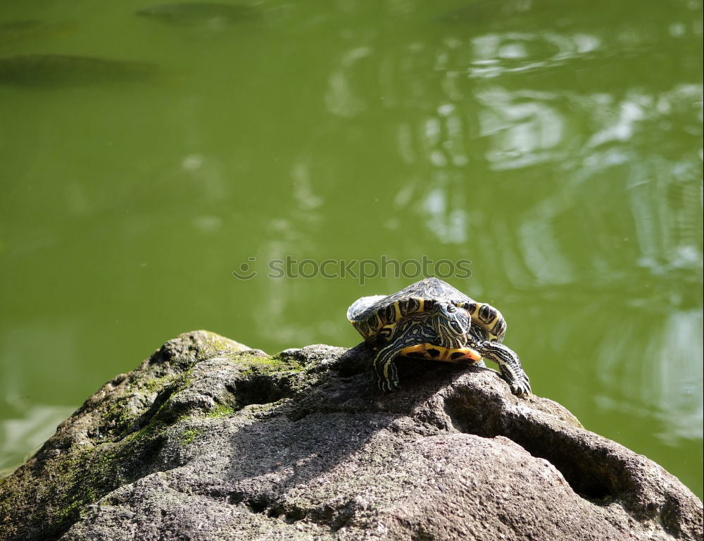 Similar – Quack! Lake Pond