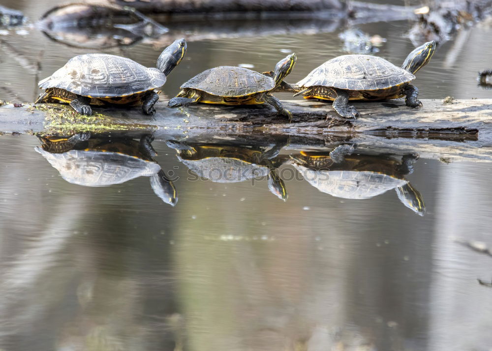 Similar – Image, Stock Photo wanderlust Turtle