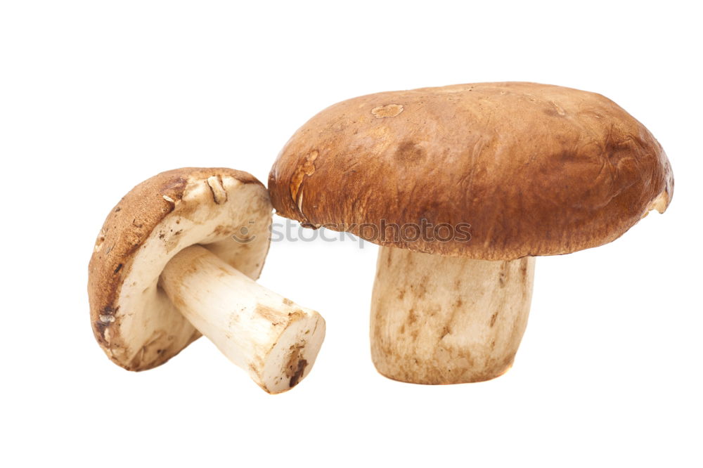 Similar – Fresh porcini mushrooms from the forest