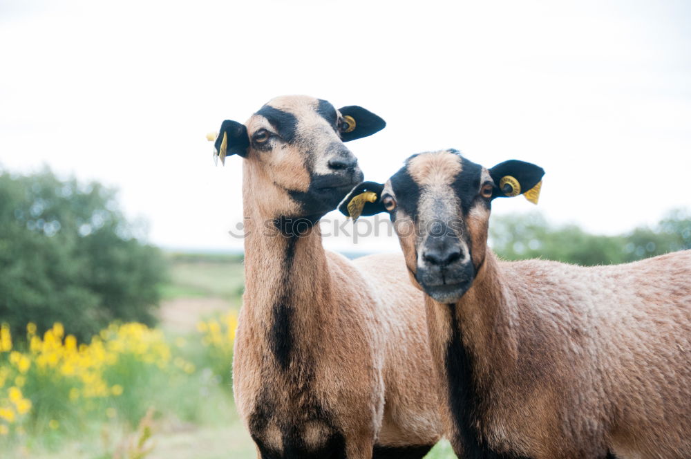 Similar – Image, Stock Photo Spotted pigs outdoors Meat