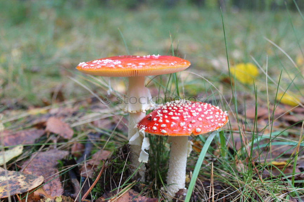 Similar – Image, Stock Photo three toadstools grow side by side on the forest floor under fir branches