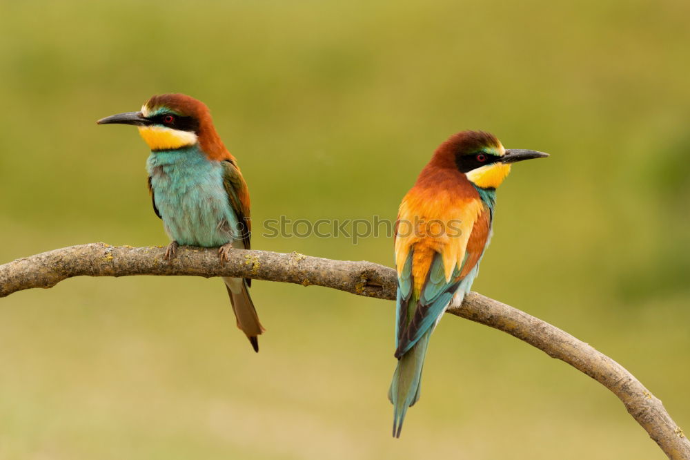 Similar – Pair of bee-eaters Eating