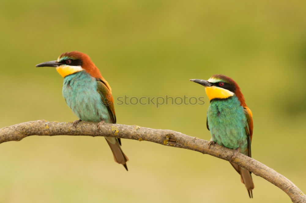 Similar – Pair of bee-eaters Eating