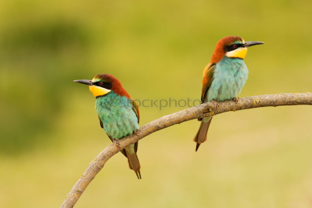 Similar – Pair of bee-eaters Eating