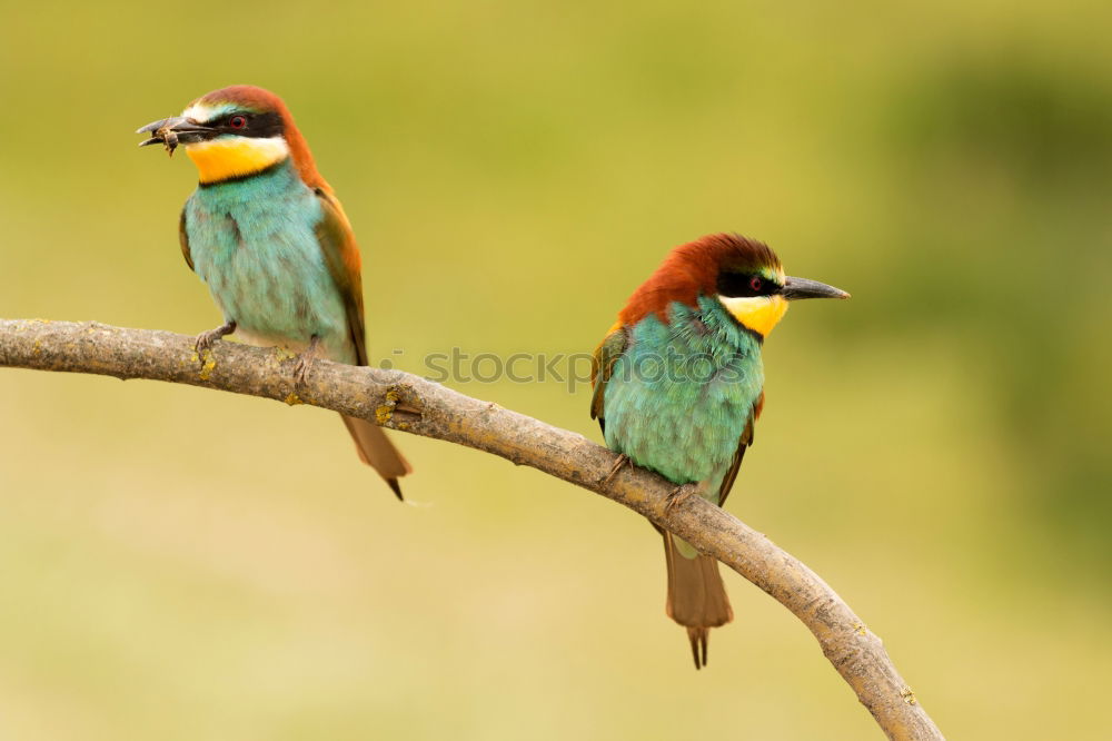 Similar – Pair of bee-eaters Eating