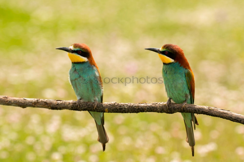 Similar – Pair of bee-eaters Eating