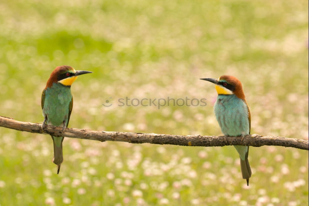 Similar – Pair of bee-eaters Eating